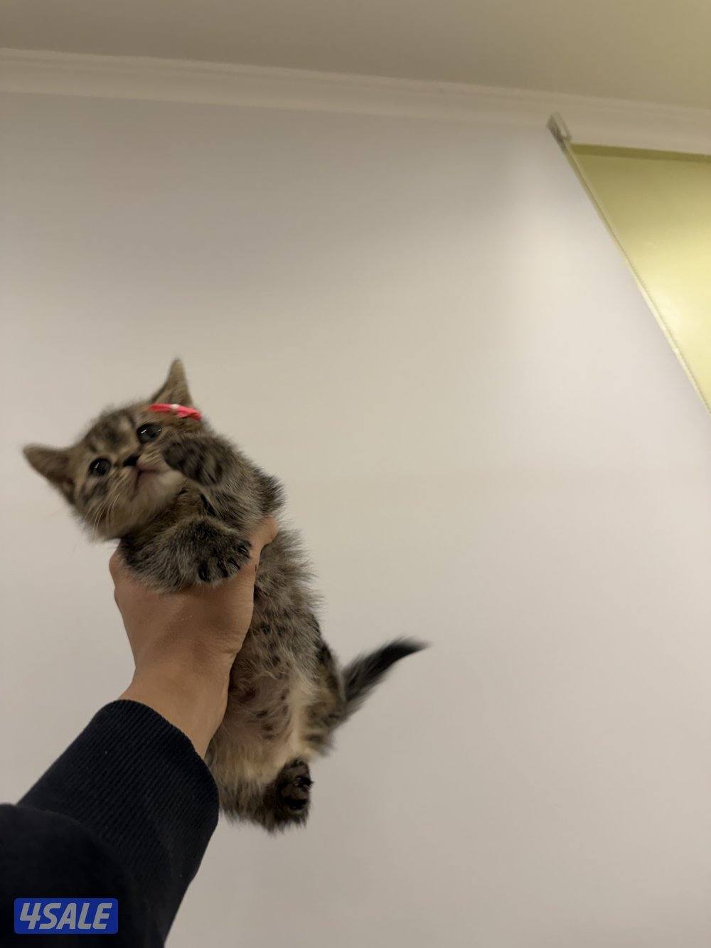 مطلوب قط تبي او رسوم تبني سكوتش صغير1