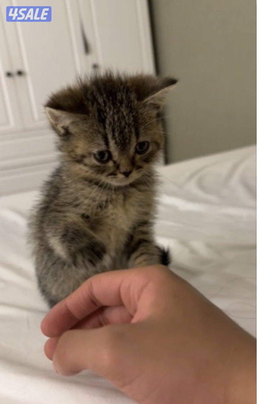 مطلوب قط تبي او رسوم تبني سكوتش صغير3