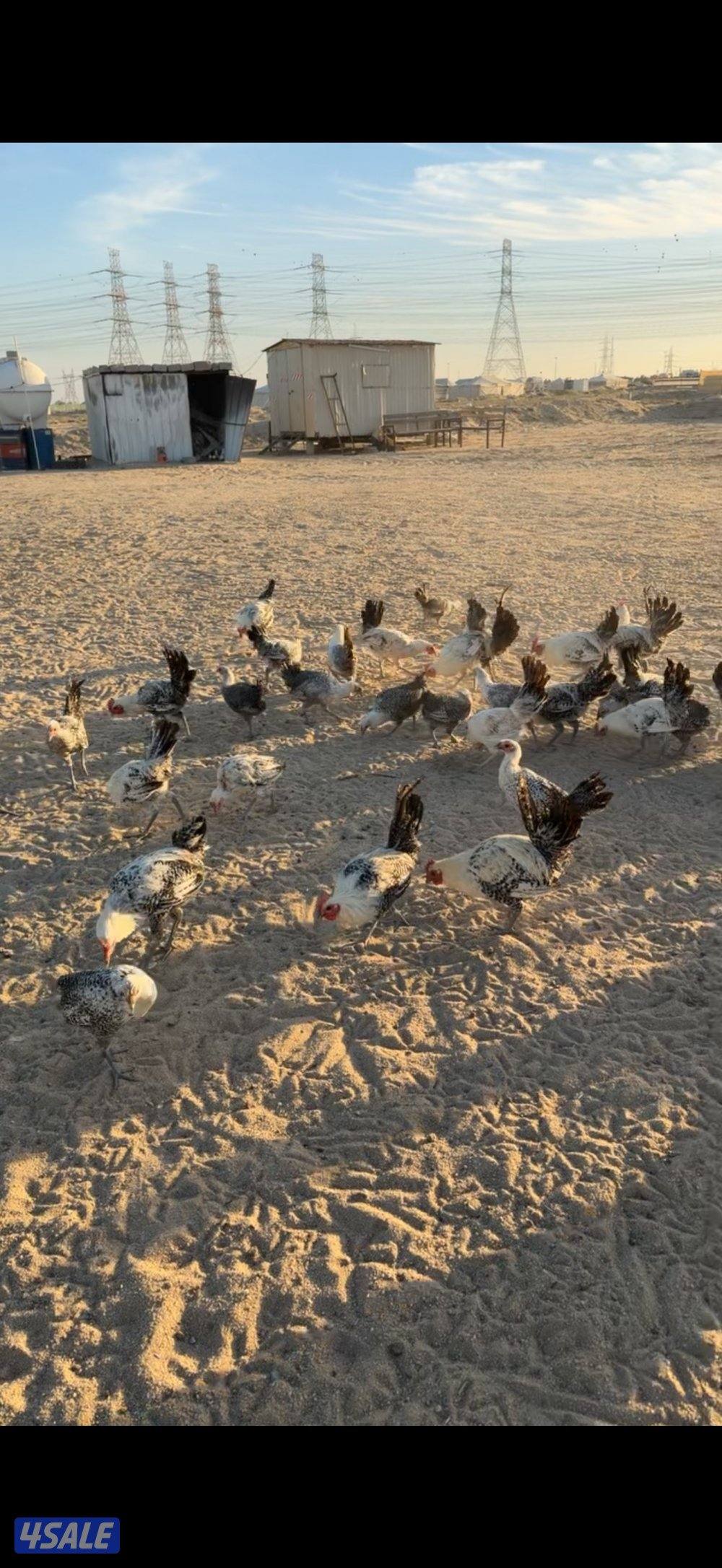 دجاج فيومي0