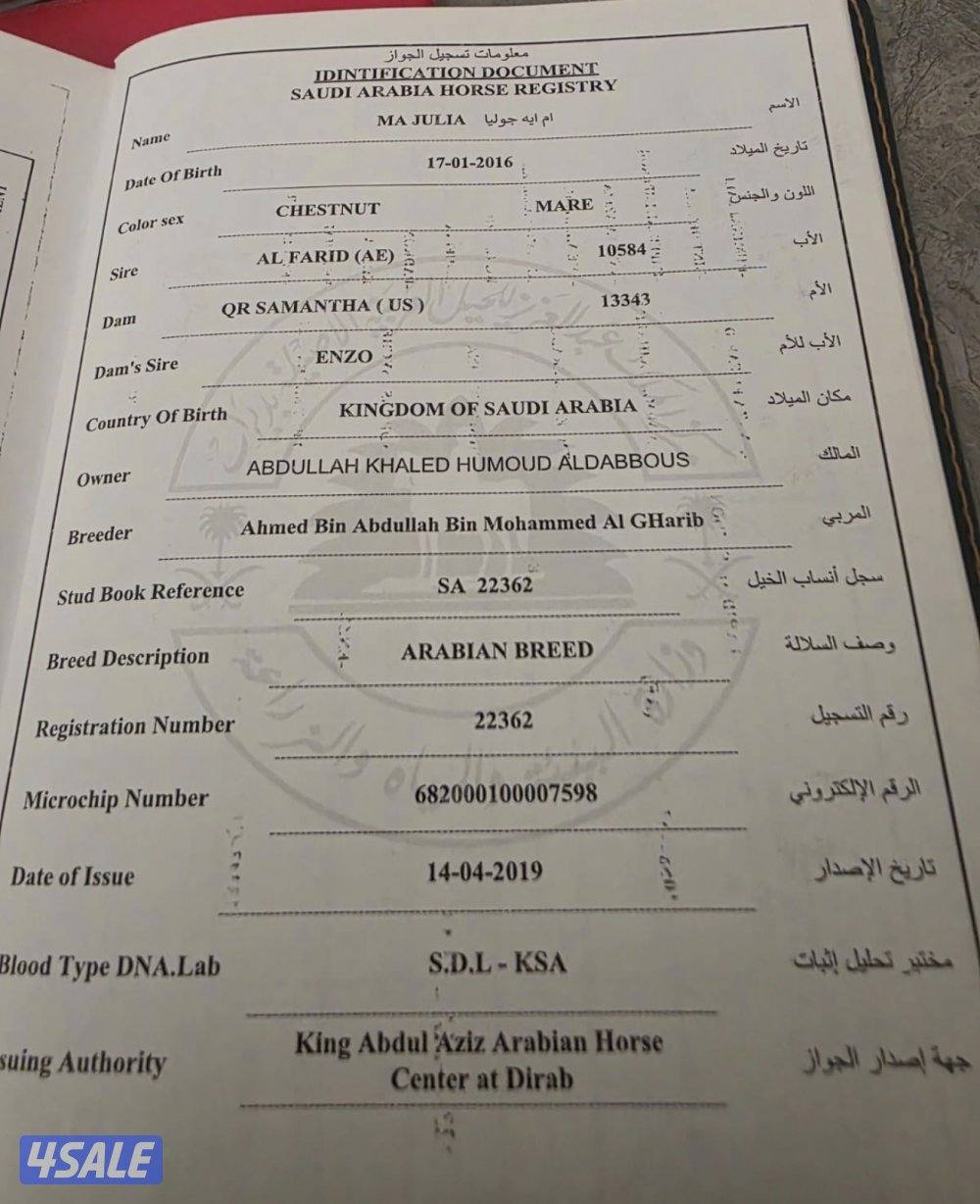 فرس  أم  إيه جوليا بنت الفريد0