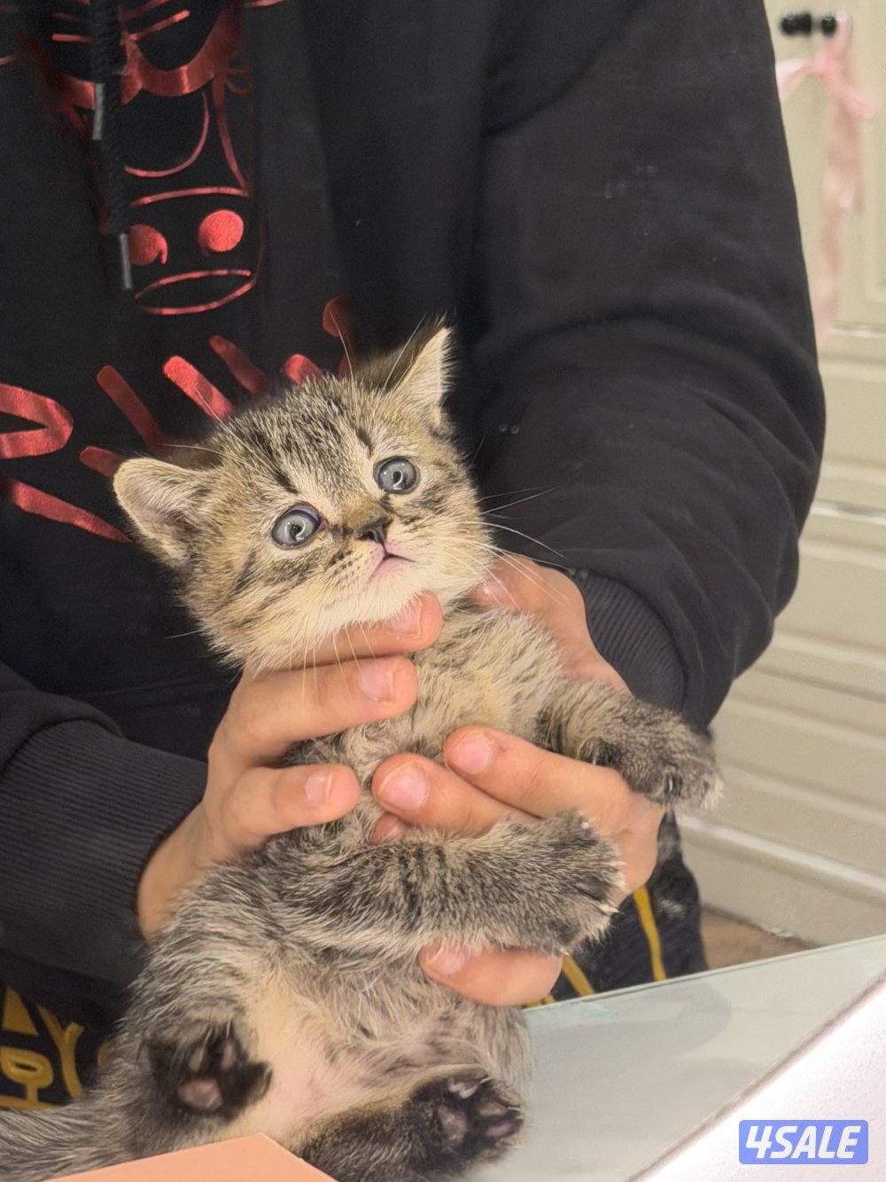 مطلوب قط تبي او رسوم تبني سكوتش صغير0