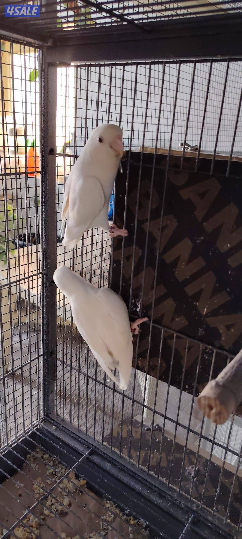 للبيع ازواج لوف بيرد0