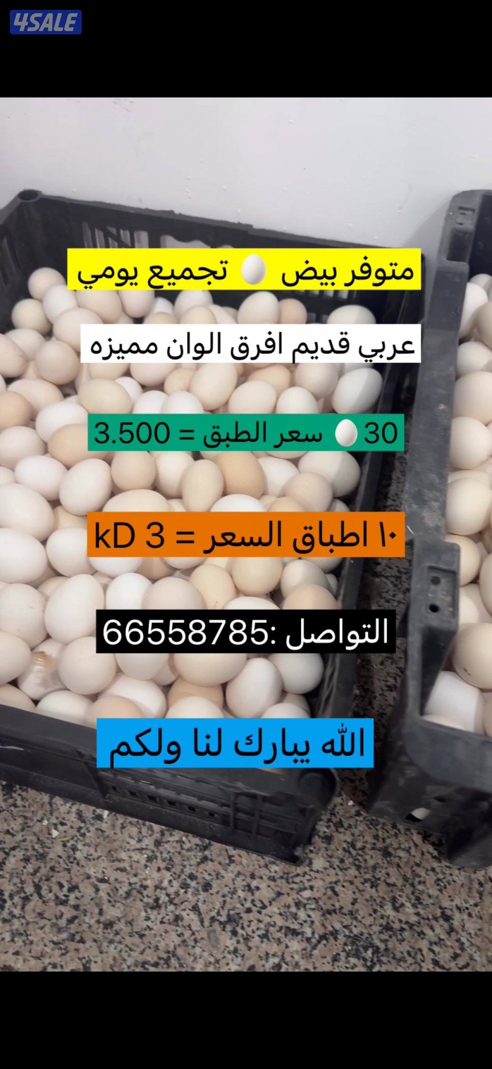 متوفر بيض عربي قديم افرق0