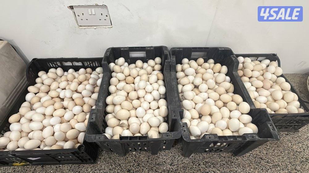 متوفر بيض عربي قديم افرق1