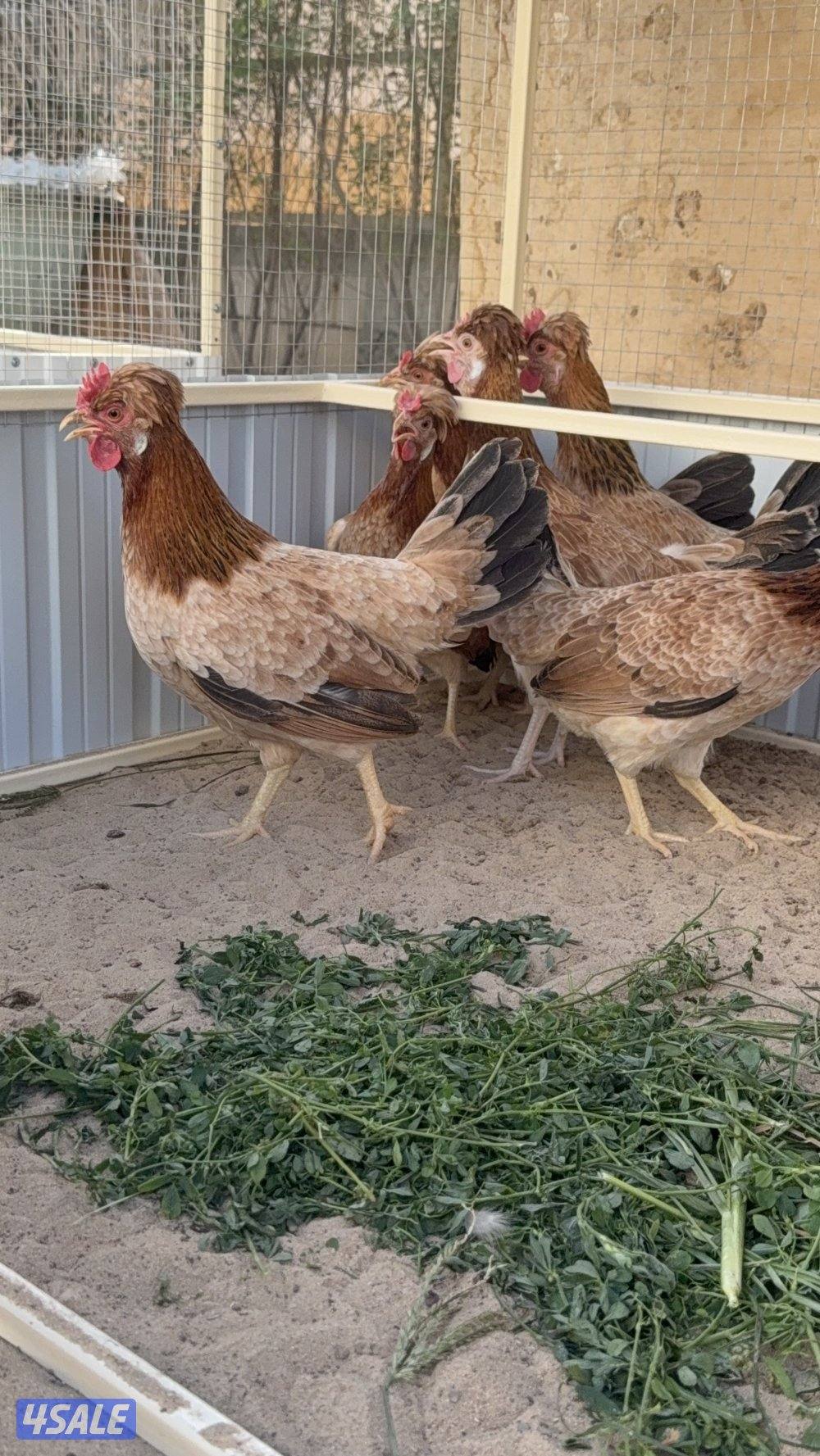 متوفر بيض عربي قديم افرق2