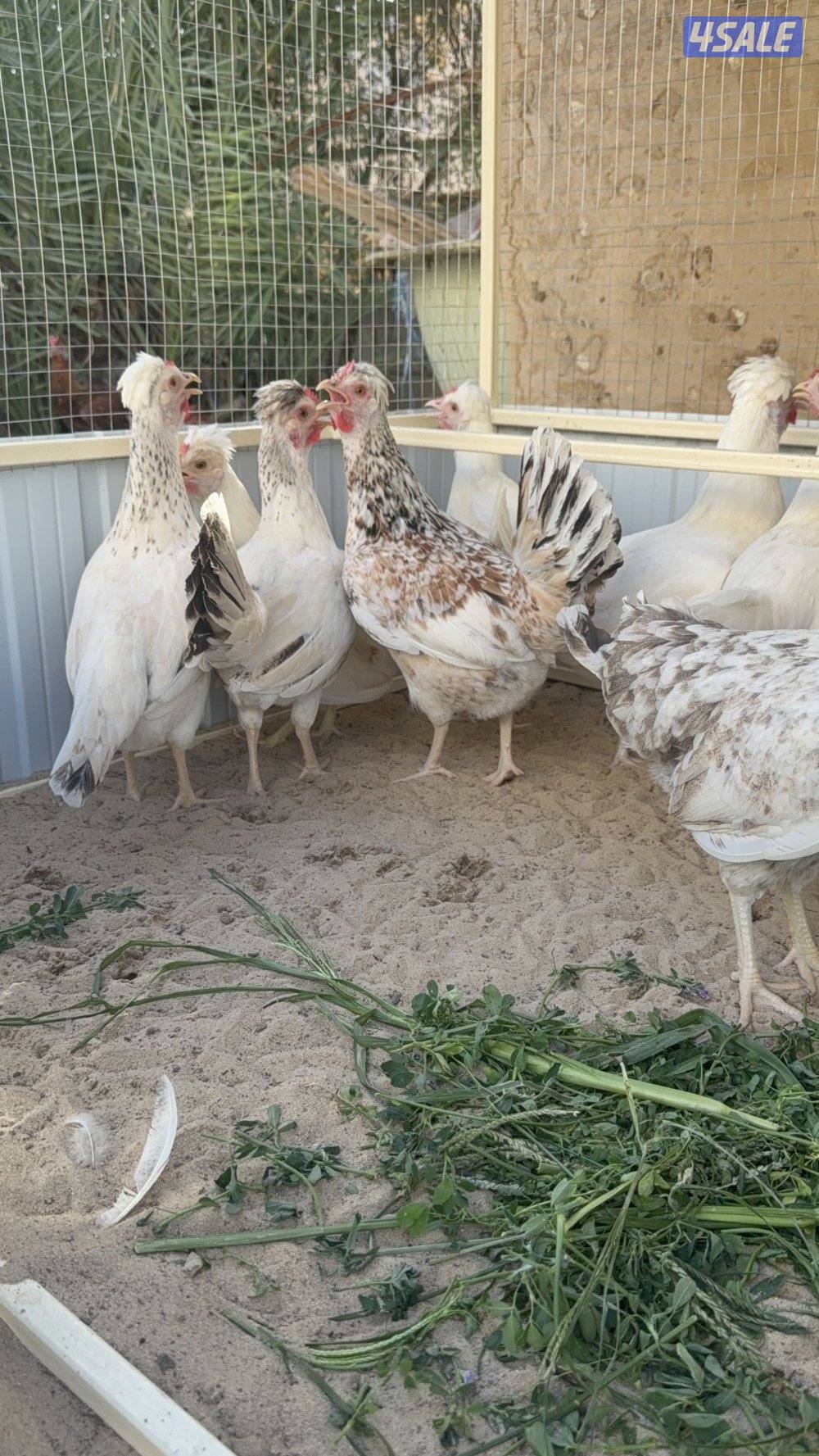 متوفر بيض عربي قديم افرق4