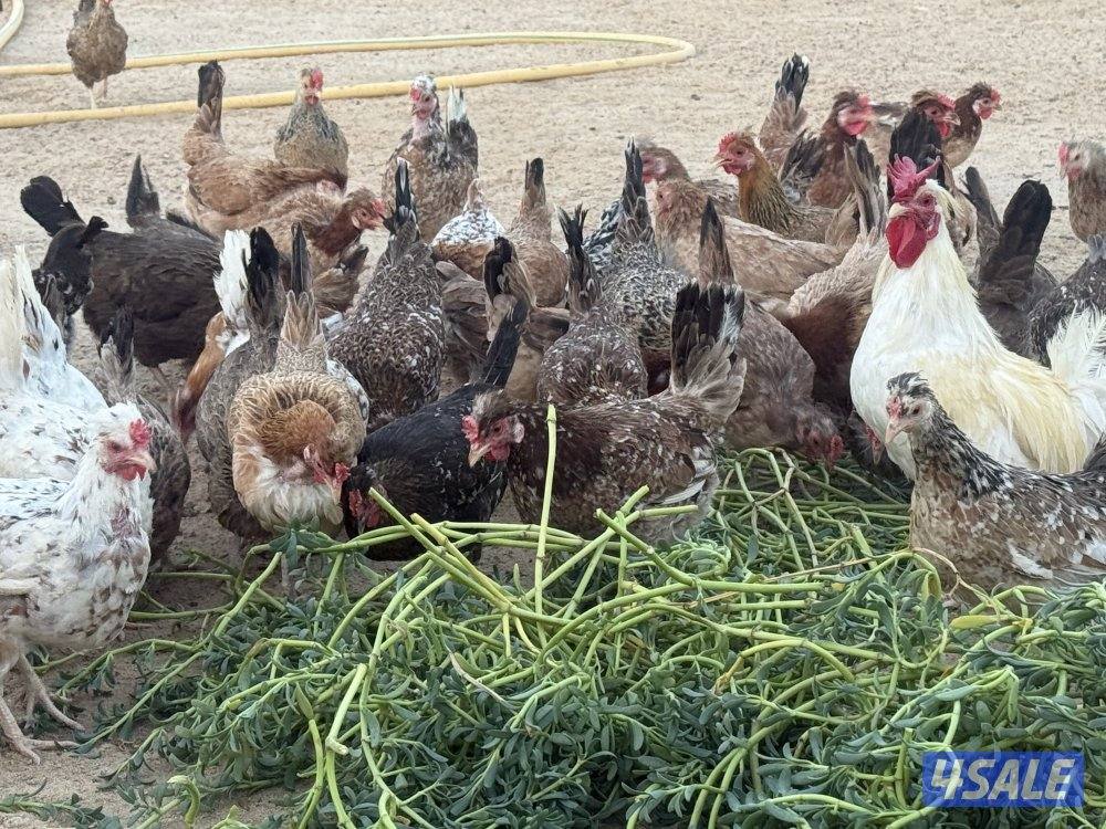 متوفر بيض عربي قديم افرق5