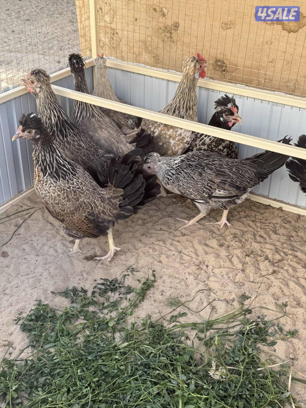 متوفر بيض عربي قديم افرق6