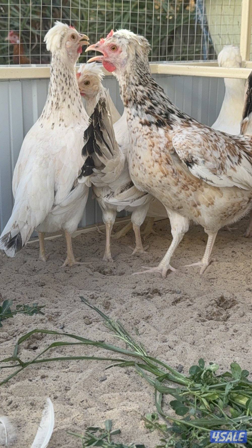 متوفر بيض عربي قديم افرق7