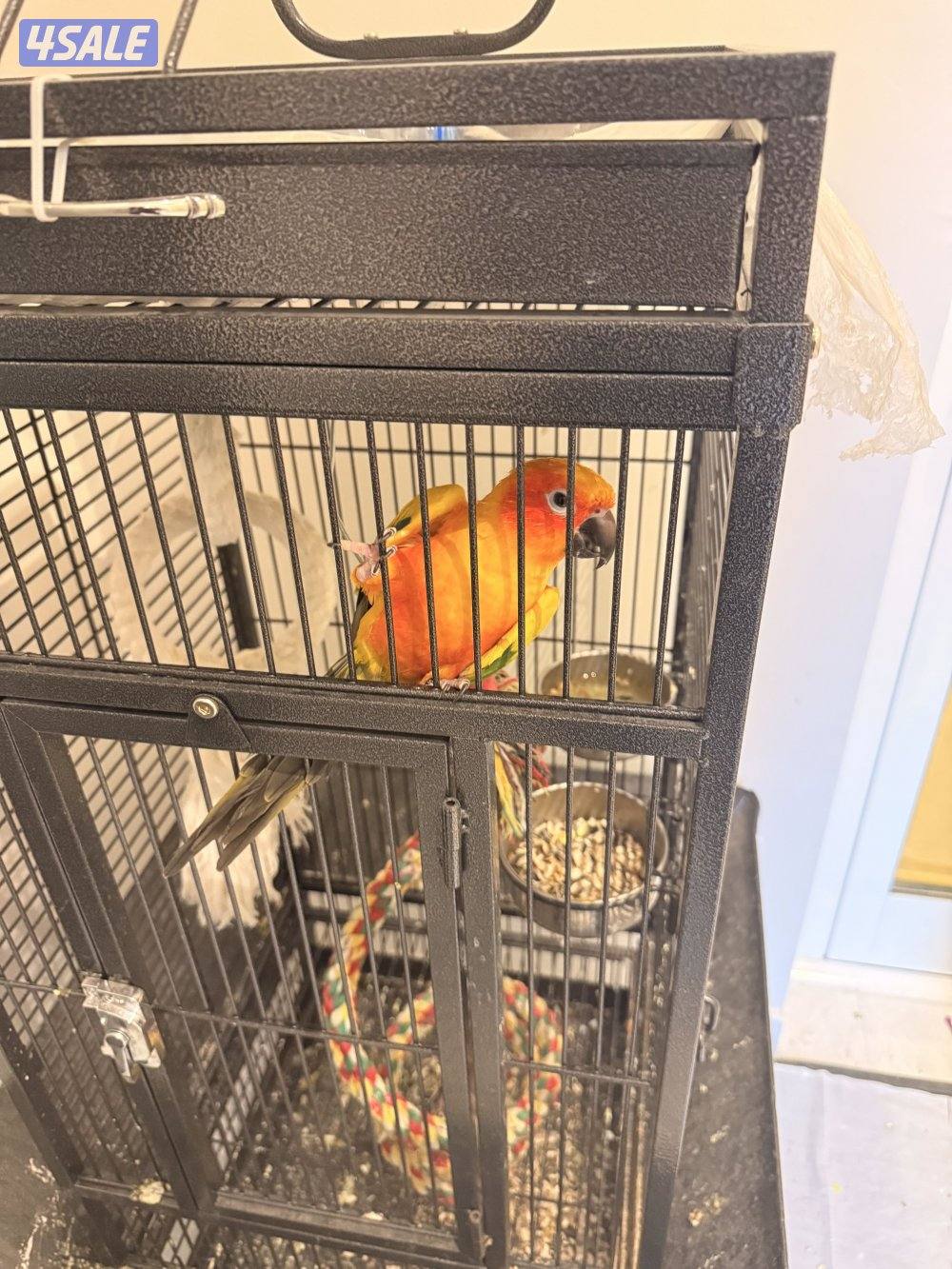 كنيور  بصحه ممتازه ينحط عاليد ويطير ويرجع مره ثانيه لصاحبه0