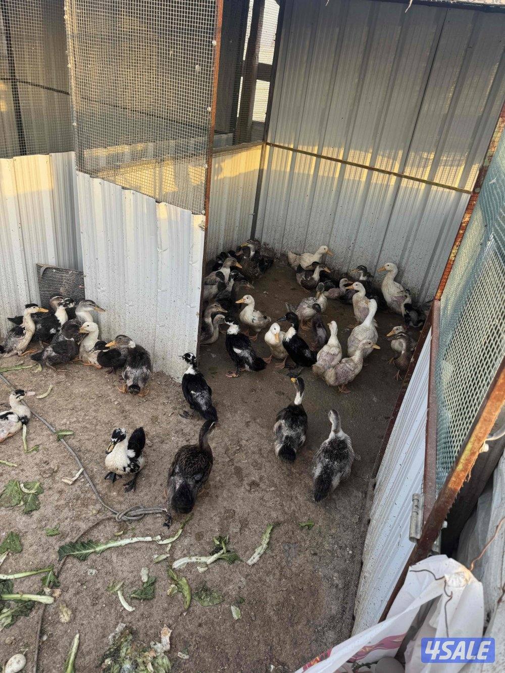 للبيع بط فرنسي ومصري1