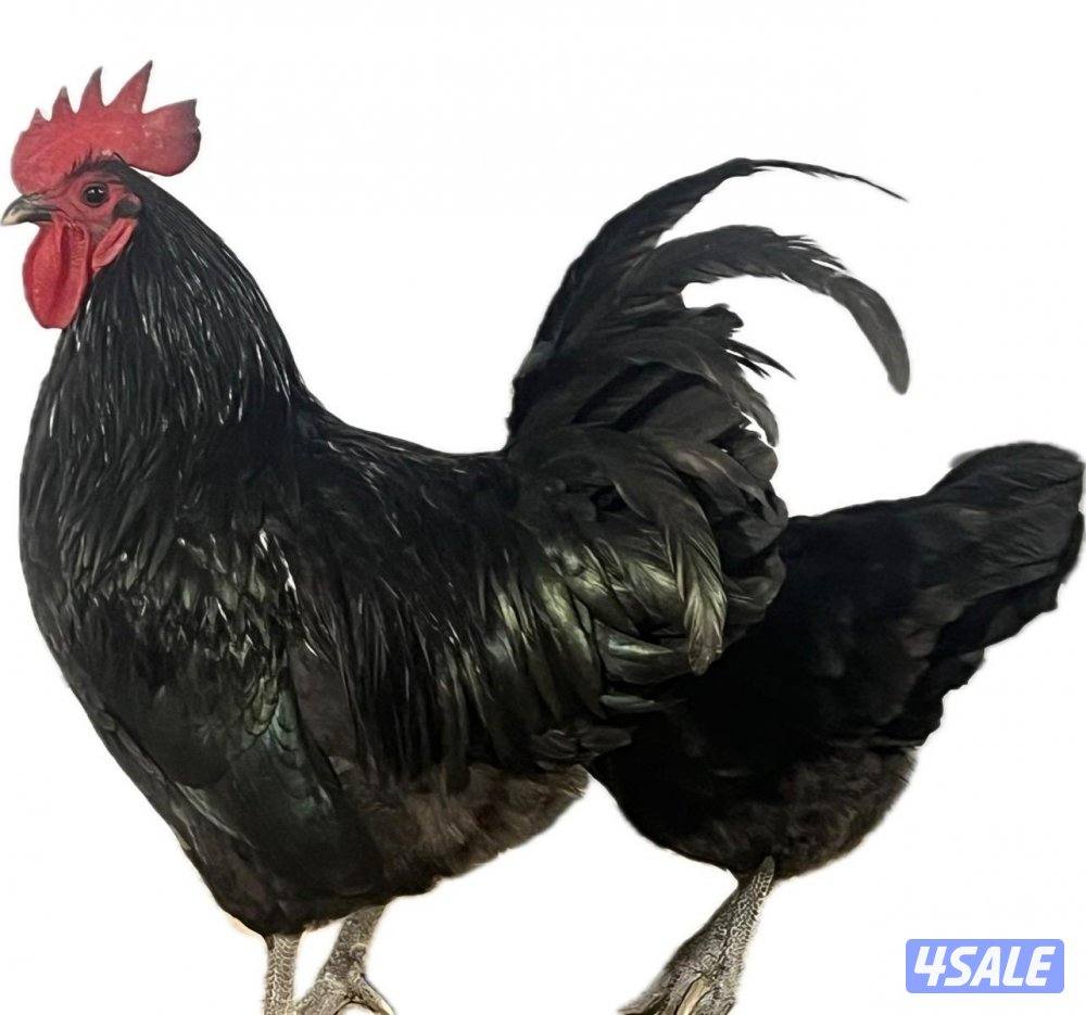 صيصان 🐥 و بيض 🥚 استرالوب0