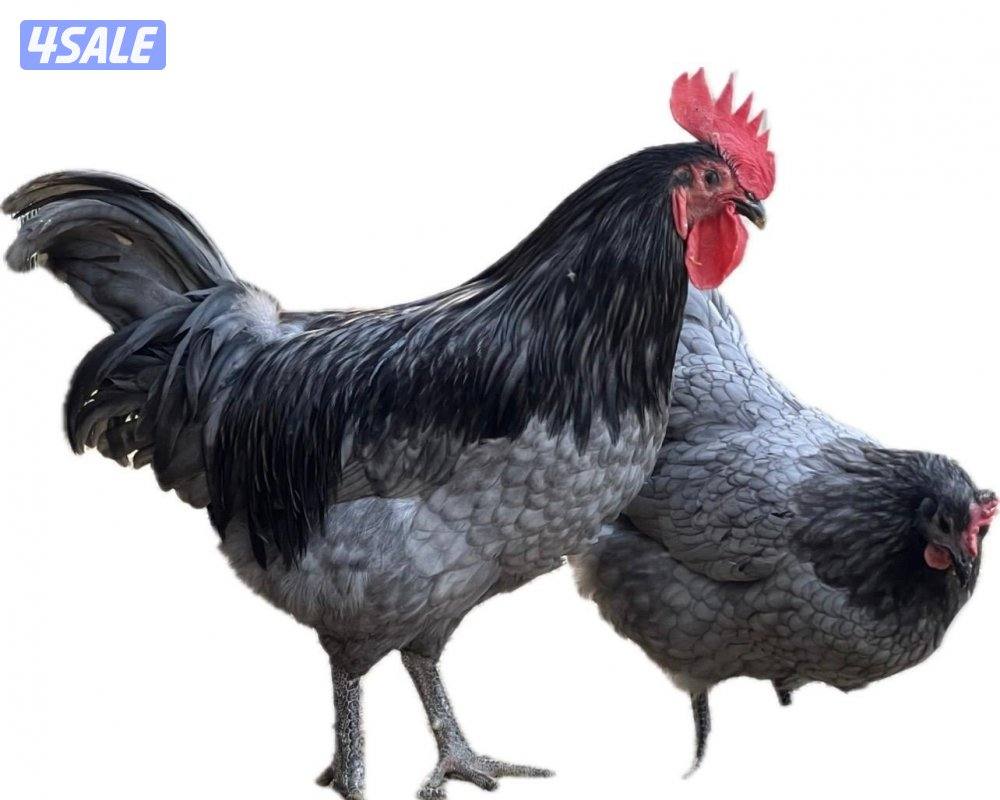 صيصان 🐥 و بيض 🥚 استرالوب1