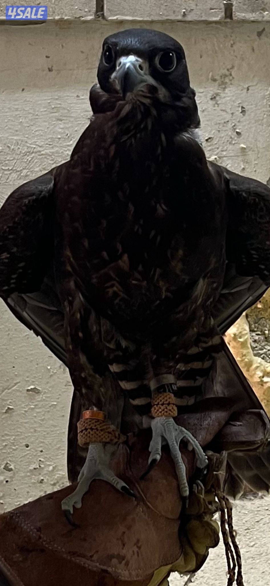 مبارك الكبير0