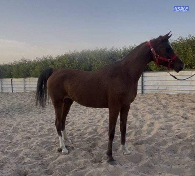 للبيع فرس واهو بولش مستورده1