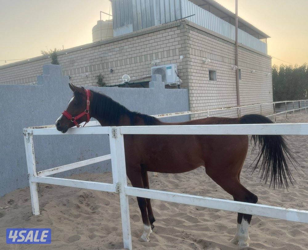 للبيع فرس واهو بولش مستورده2