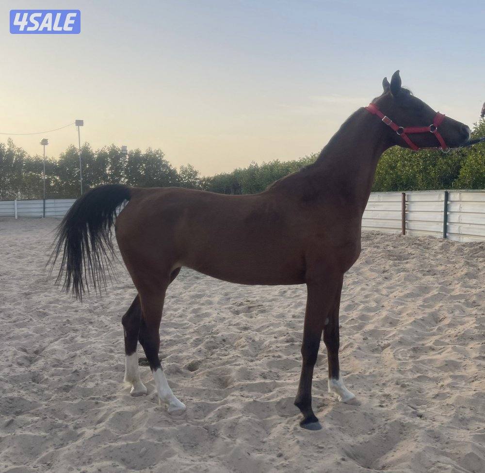 للبيع فرس واهو بولش مستورده3
