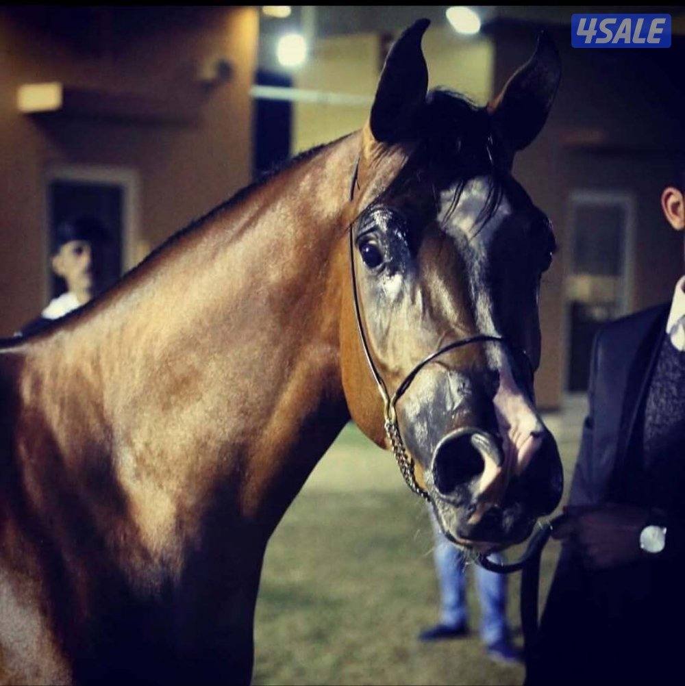 للبيع فرس واهو بولش مستورده5