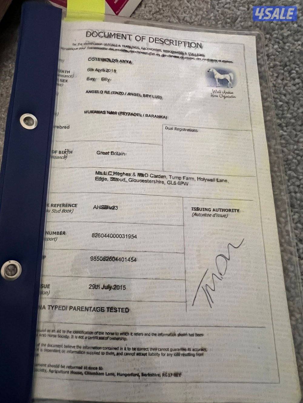 للبيع فرس واهو بولش مستورده6