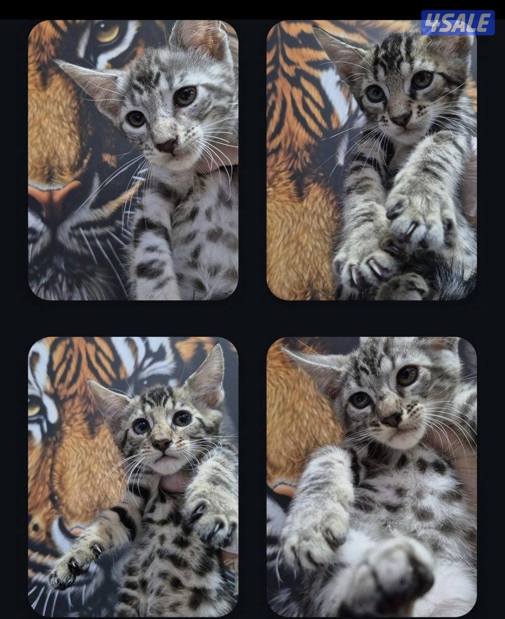 mix bengal wa mainecoon مكس بنغال ومينكون0