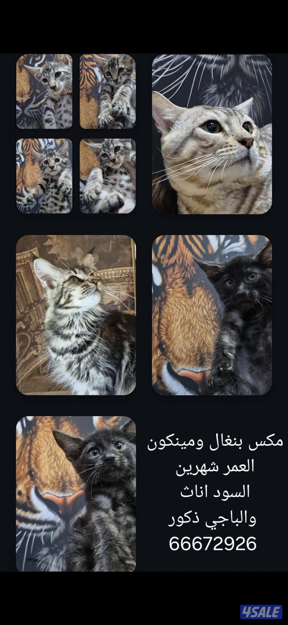 mix bengal wa mainecoon مكس بنغال ومينكون7