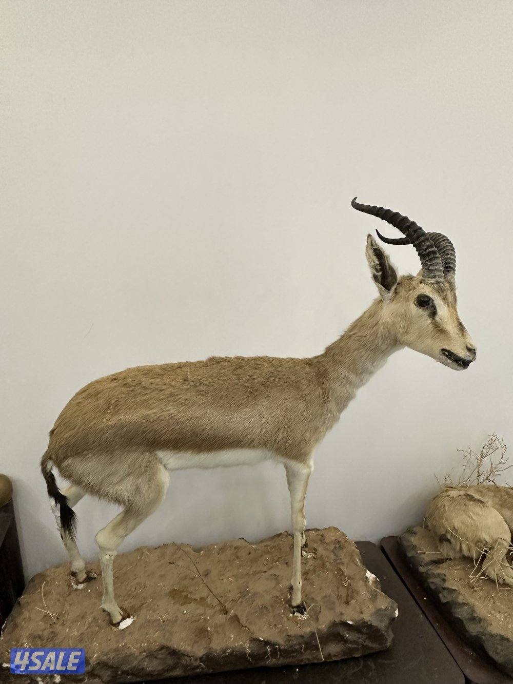 غزلان محنّطة قديمة (قطع تراثية نادرة0