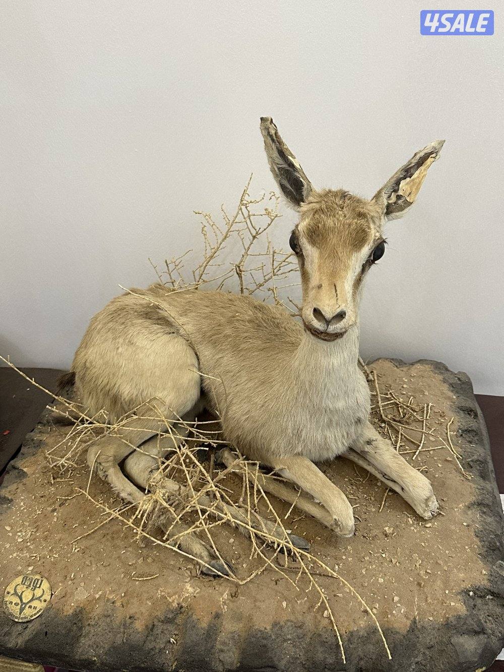 غزلان محنّطة قديمة (قطع تراثية نادرة1