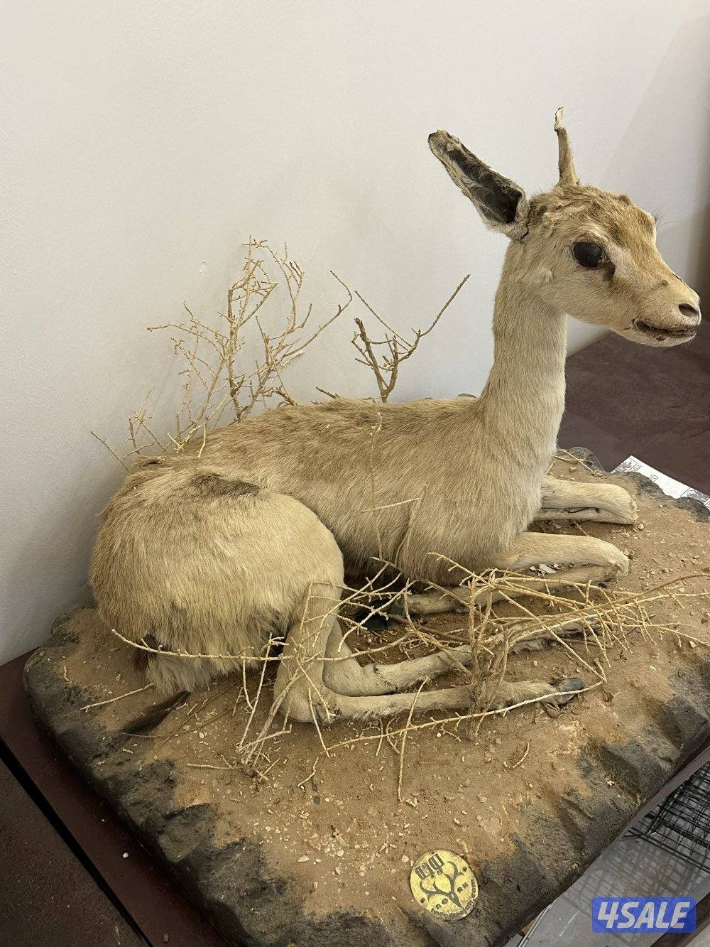 غزلان محنّطة قديمة (قطع تراثية نادرة2