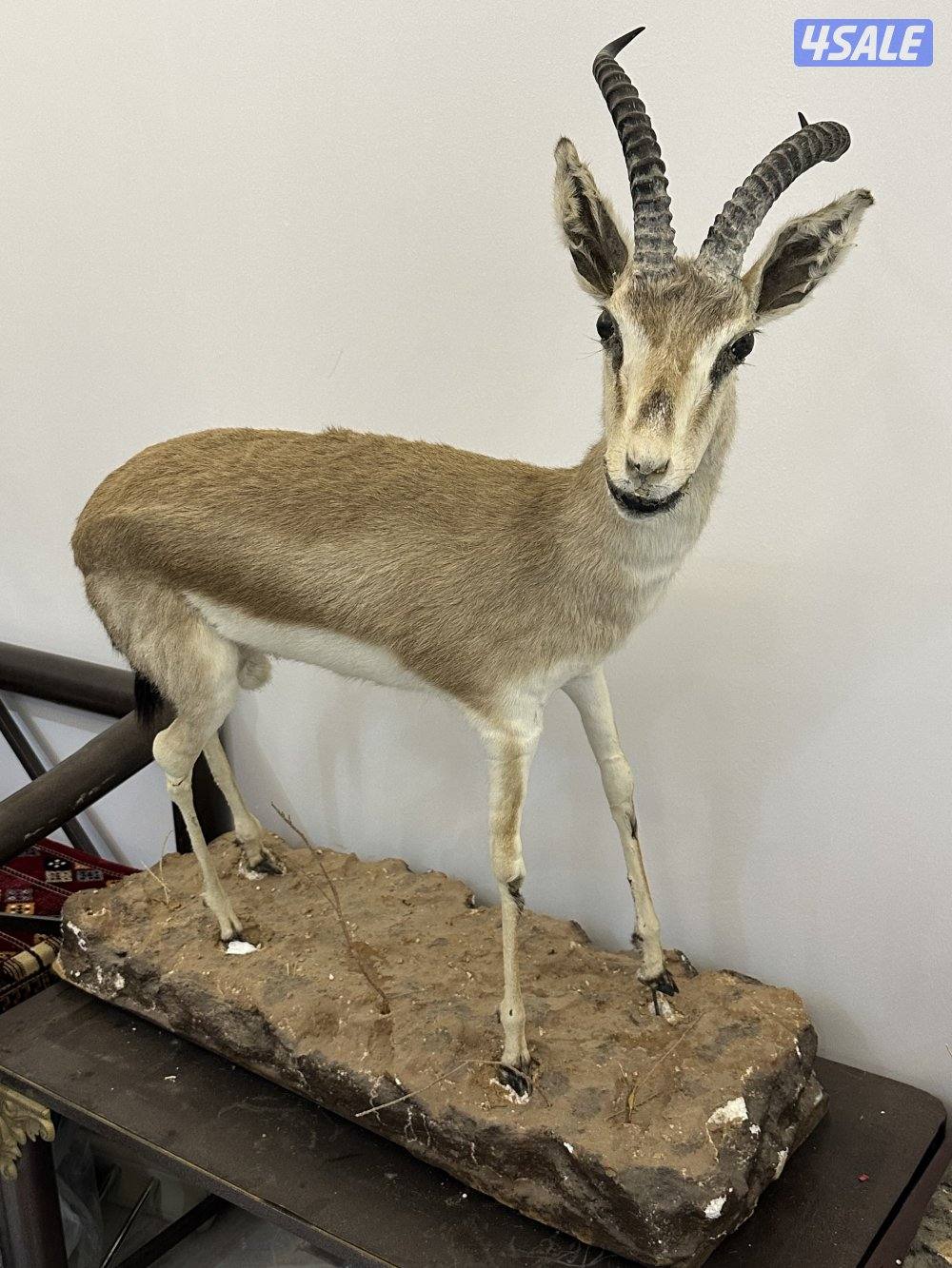 غزلان محنّطة قديمة (قطع تراثية نادرة3