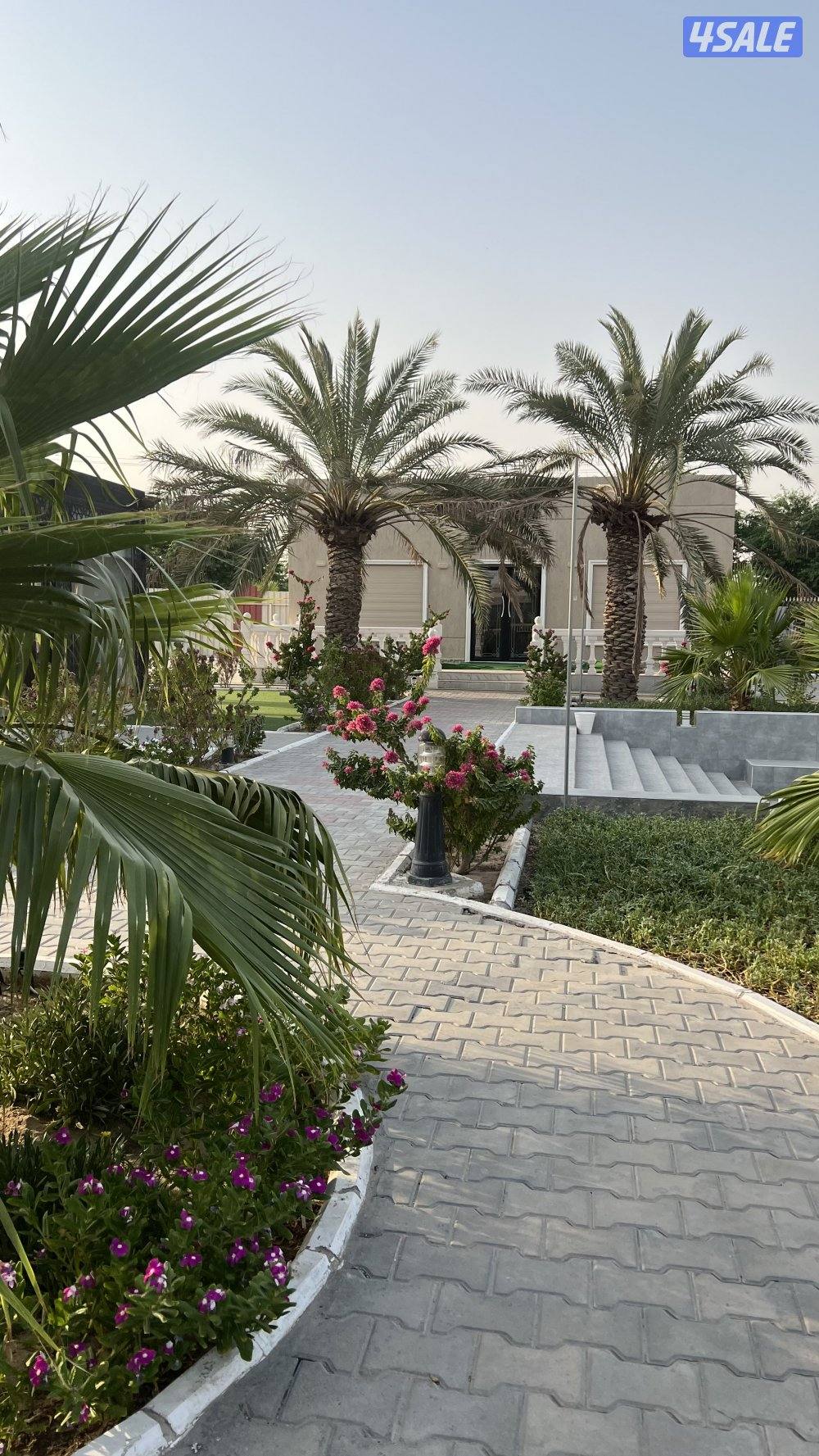 مزرعه للايجار بالوفره جديده طريق 800 VIP2