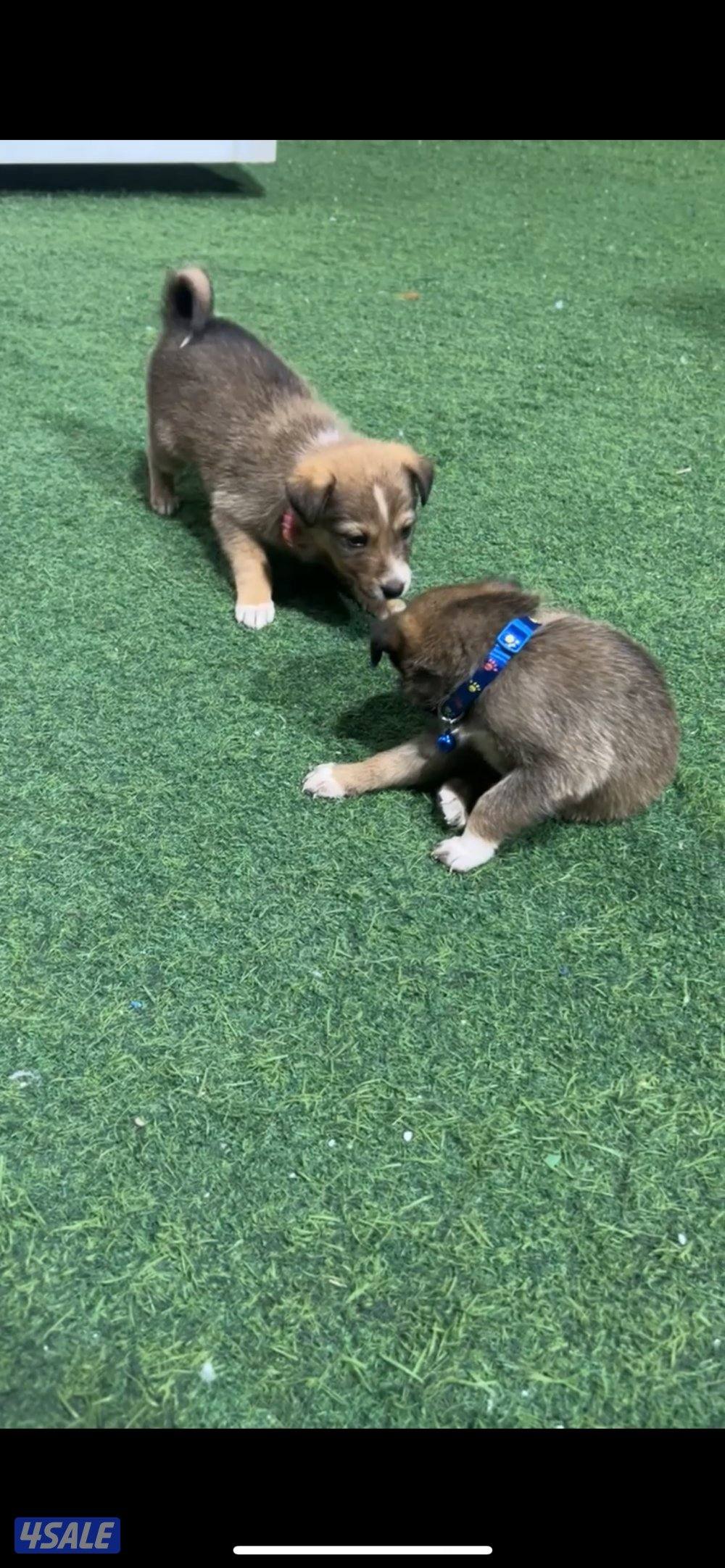 كلاب للتبني مكس جيرمن ولبرادور عمر شهر ونص مطلوب شخص يخاف الله فيهم0