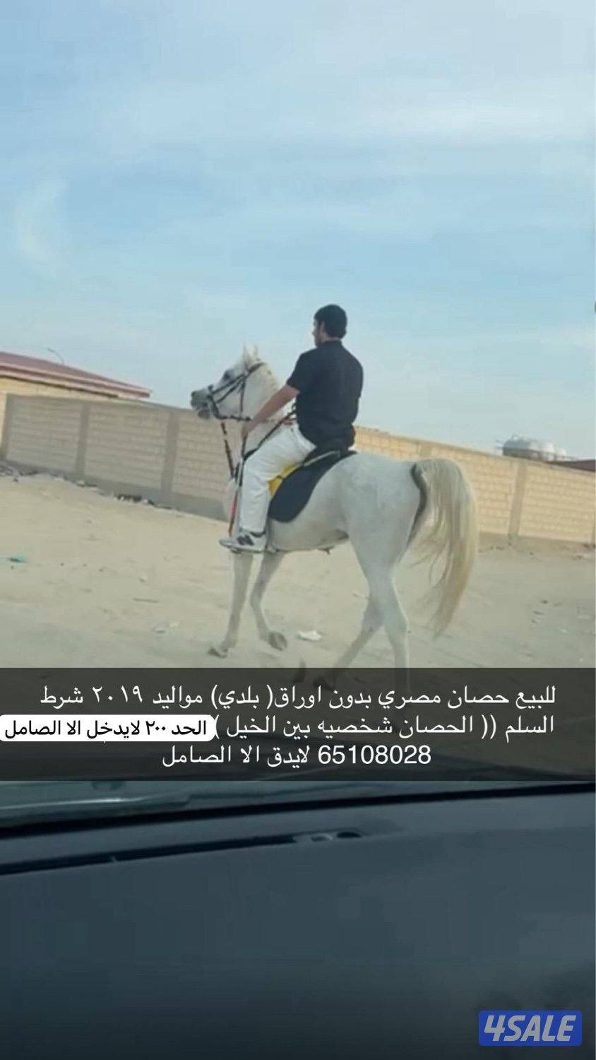 حصان مصري بدون اوراق الحد ٢٠٠0