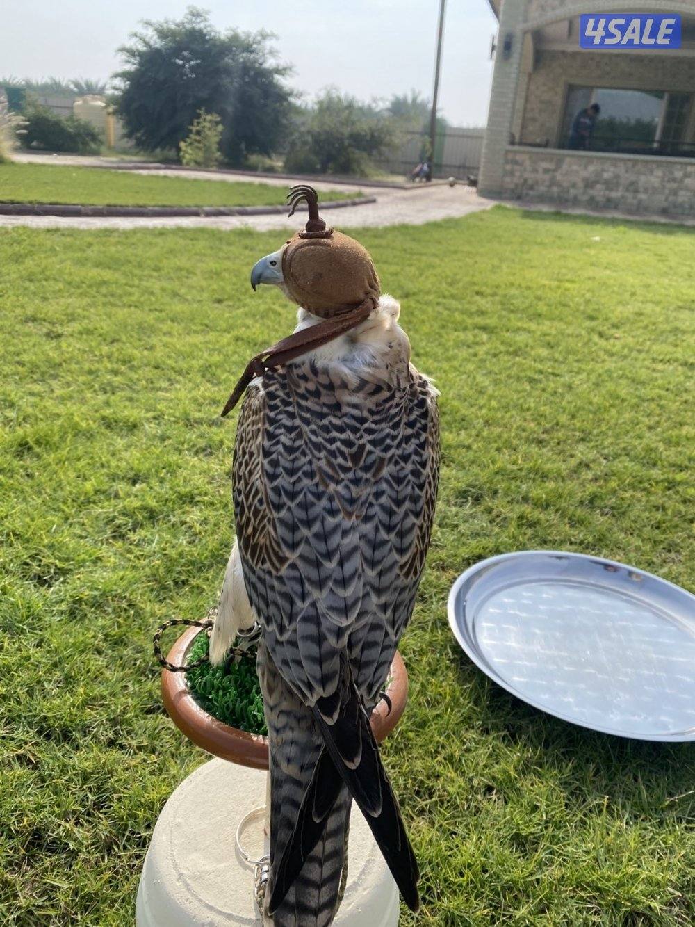 البيع جير تبع.0