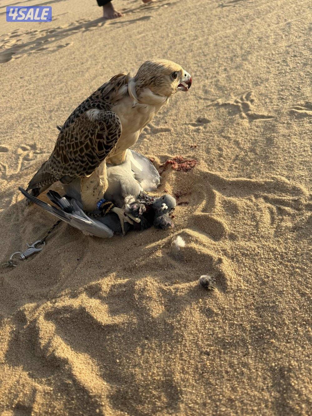 البيع جير تبع.1