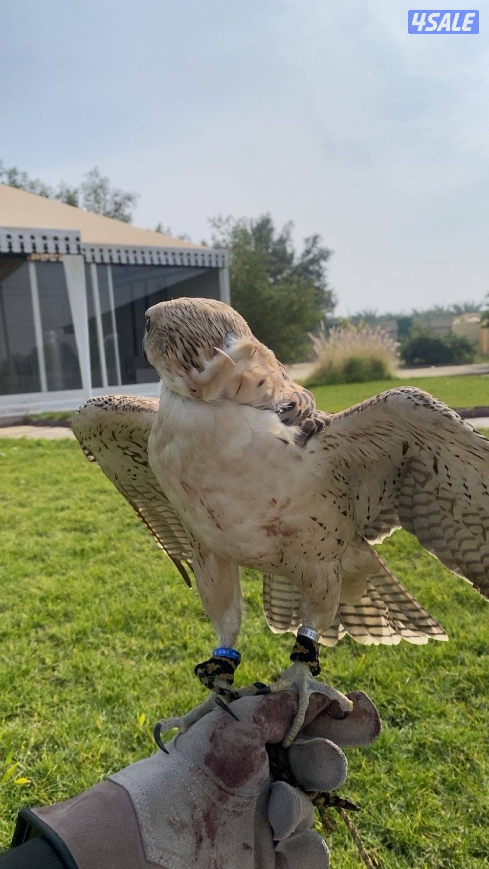 البيع جير تبع.2