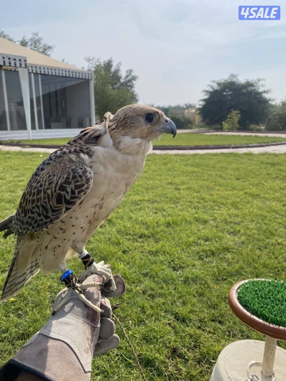 البيع جير تبع.3