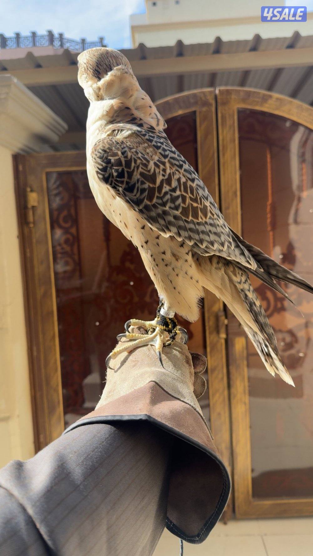 البيع جير تبع.4