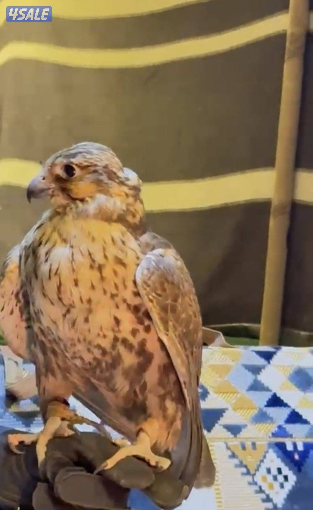 الارتال السالمي1