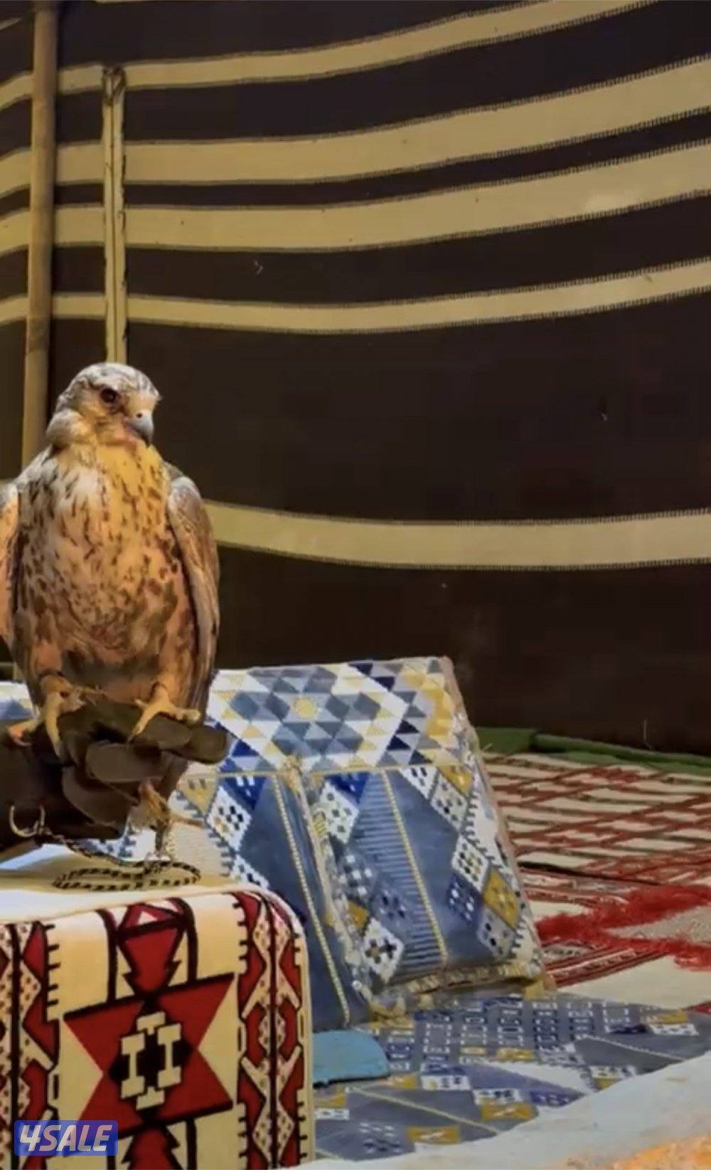 الارتال السالمي2