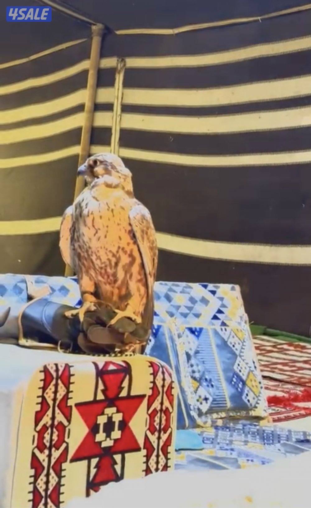 الارتال السالمي3