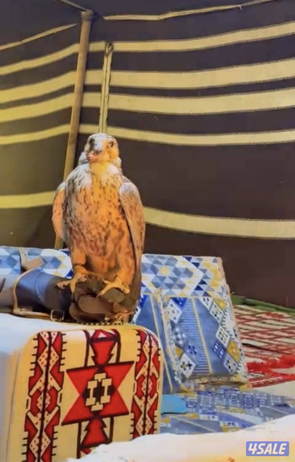 الارتال السالمي4