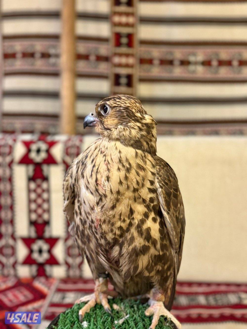 الارتال السالمي6