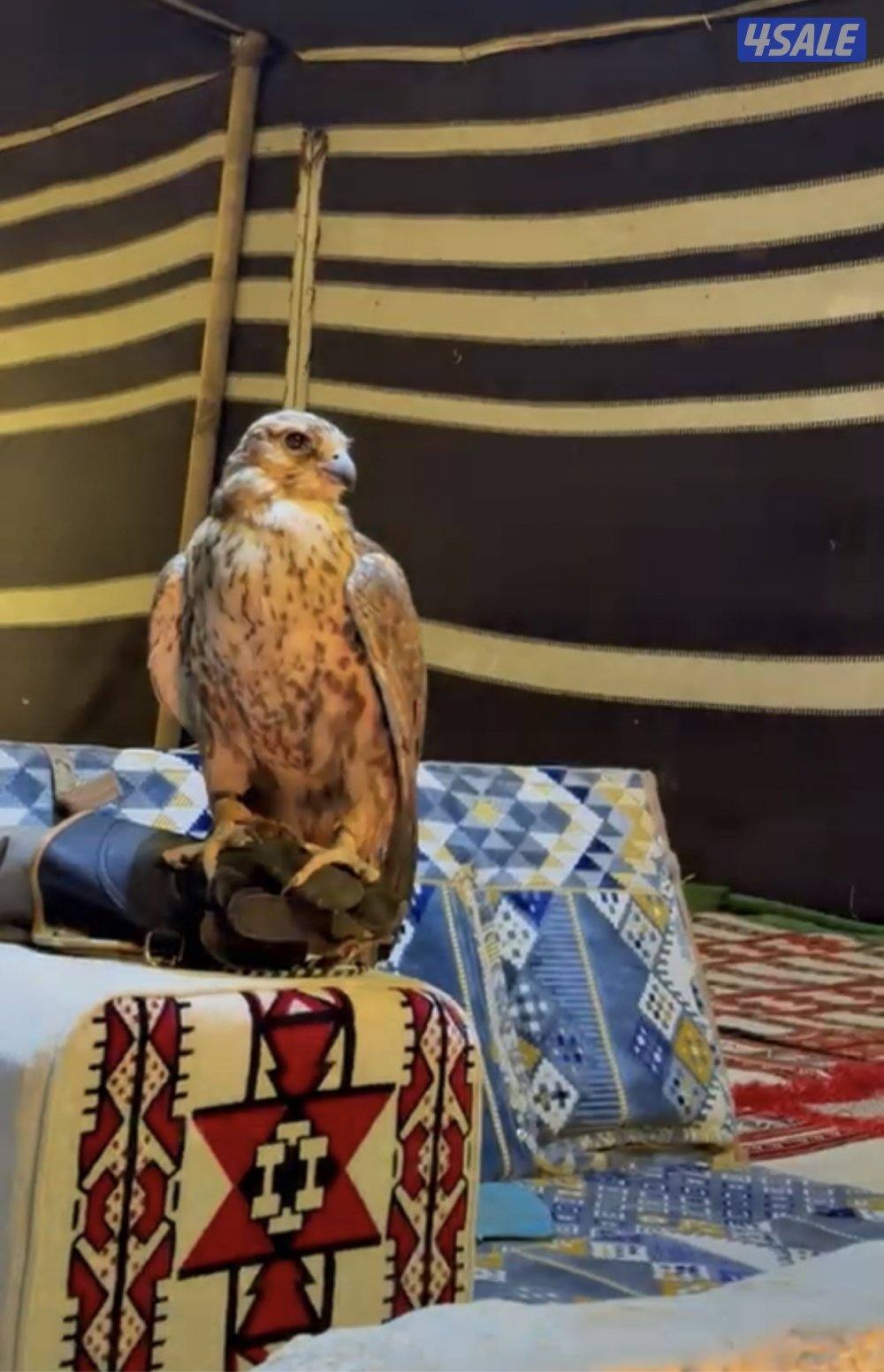 الارتال السالمي5