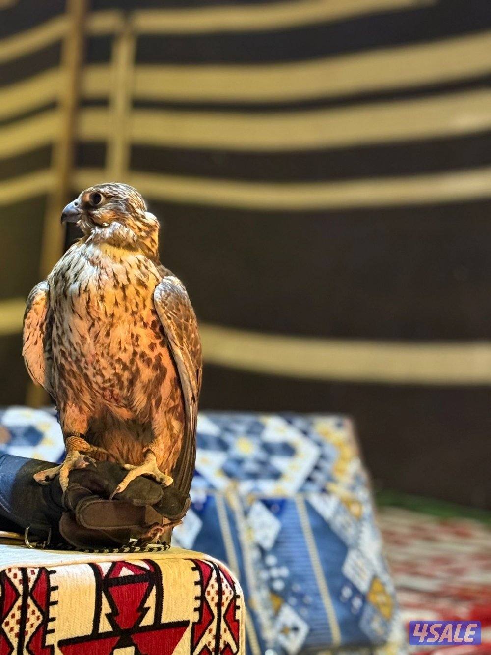 الارتال السالمي7