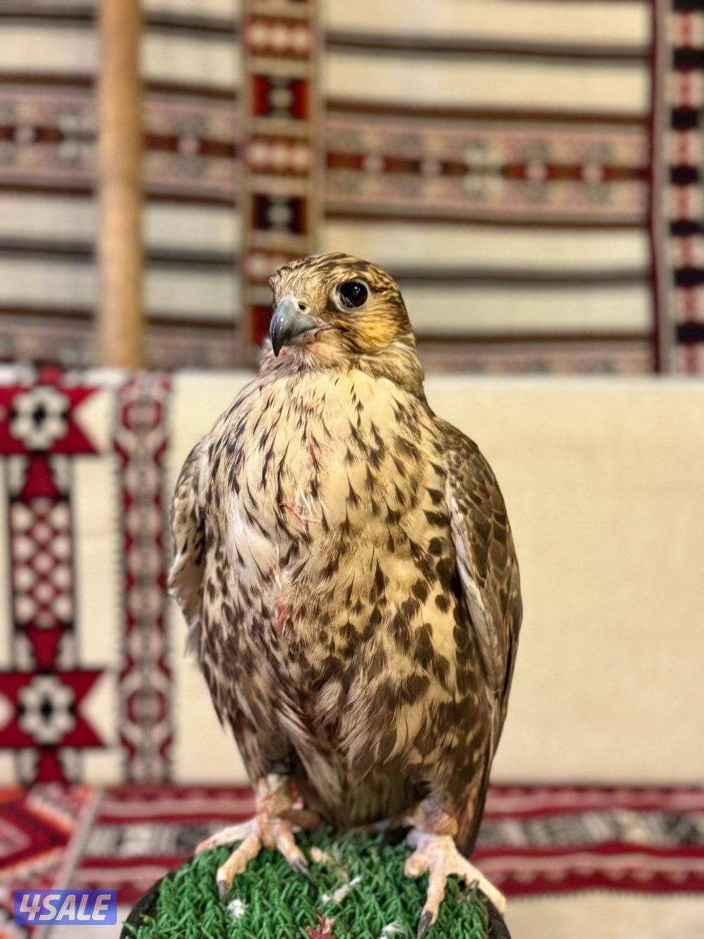 الارتال السالمي8