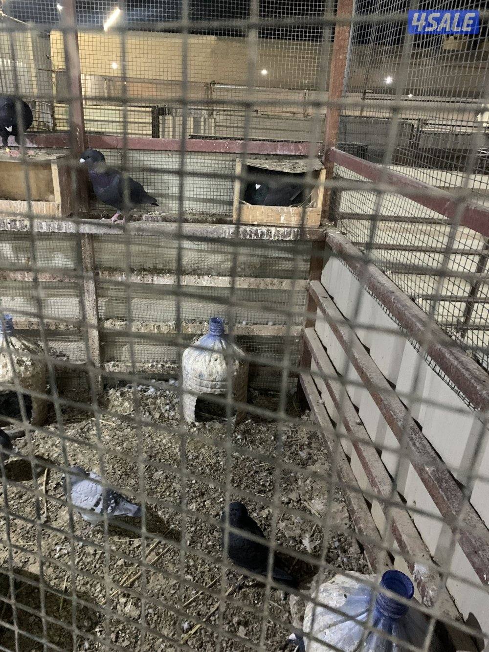 للبيع 18 زوج هومر داخل كبرة هدد وتحتها فروخ وبيض0