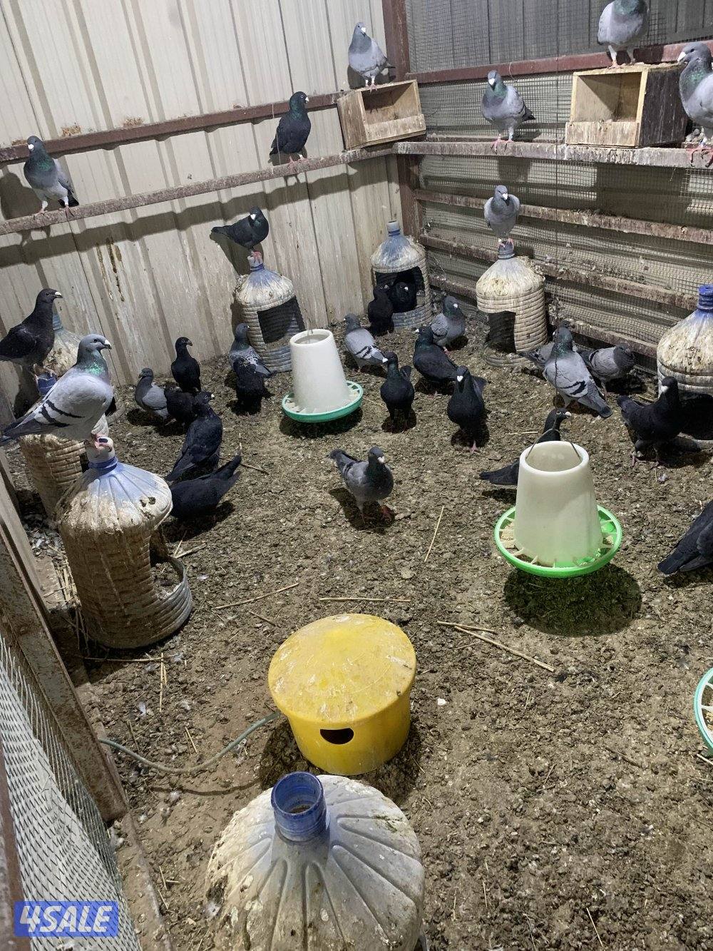 للبيع 18 زوج هومر داخل كبرة هدد وتحتها فروخ وبيض2