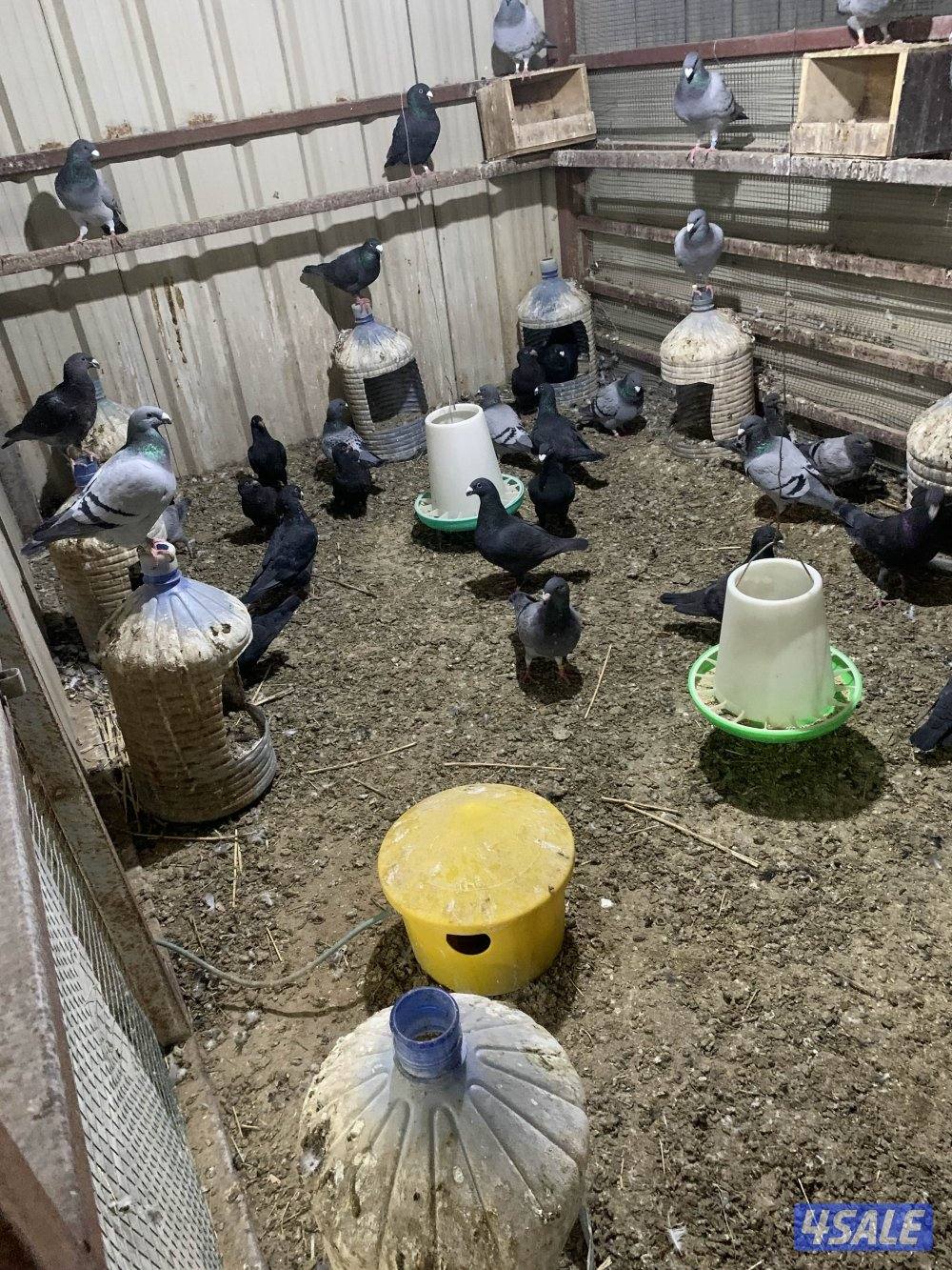 للبيع 18 زوج هومر داخل كبرة هدد وتحتها فروخ وبيض3