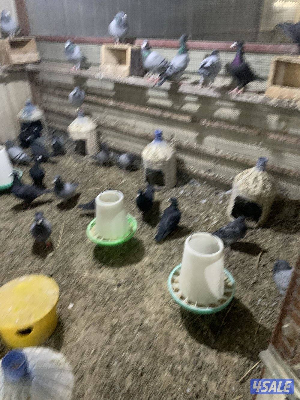 للبيع 18 زوج هومر داخل كبرة هدد وتحتها فروخ وبيض4