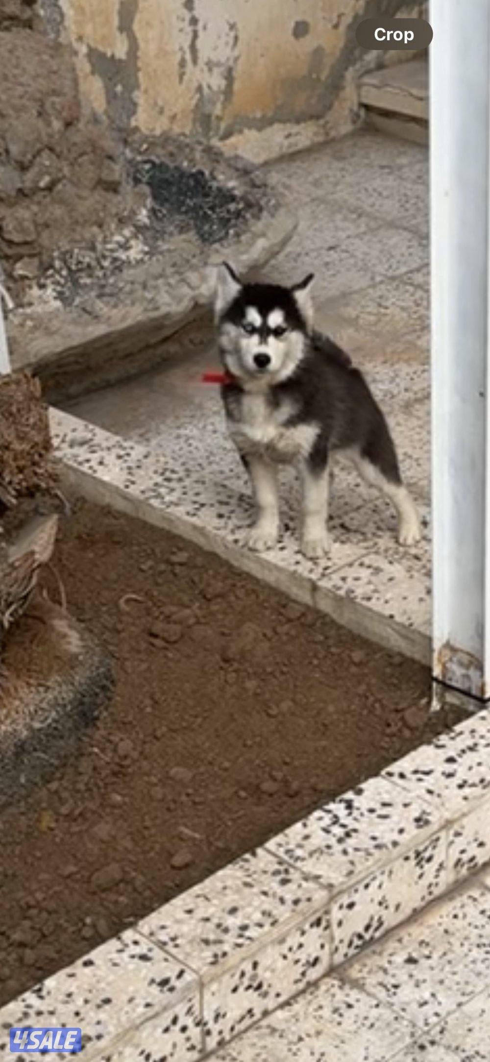 للبيع نثية هاسكي العمر ٤ شهور0